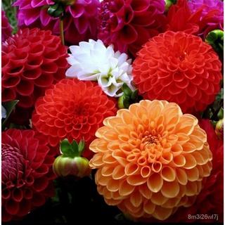 （รับประกันหลังการขายงอก100%）ดอกรักเร่ คละสี  30 เมล็ด  Dahlia Flowers Color Mix Original Packaging เมล็ดนำเข้า NATT