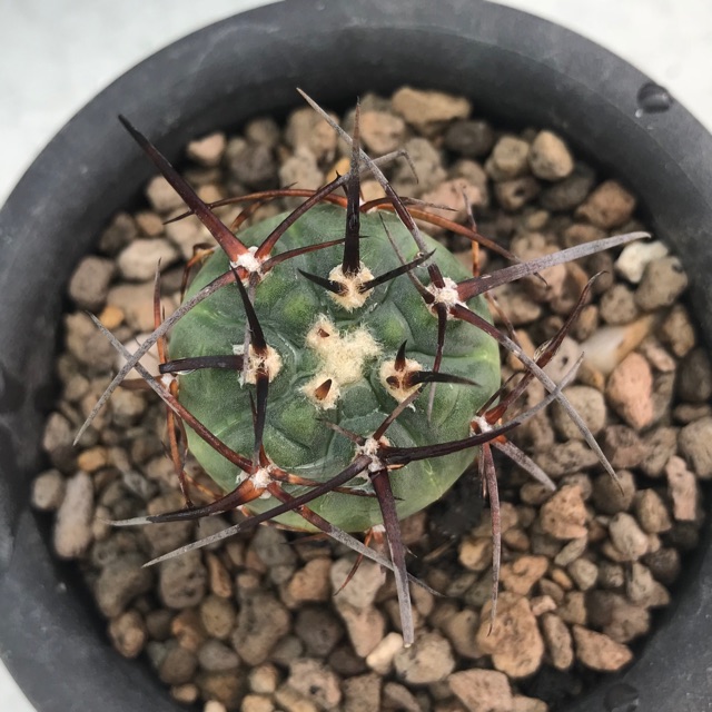 Melocactus perezassoi  | Shopee Thailand