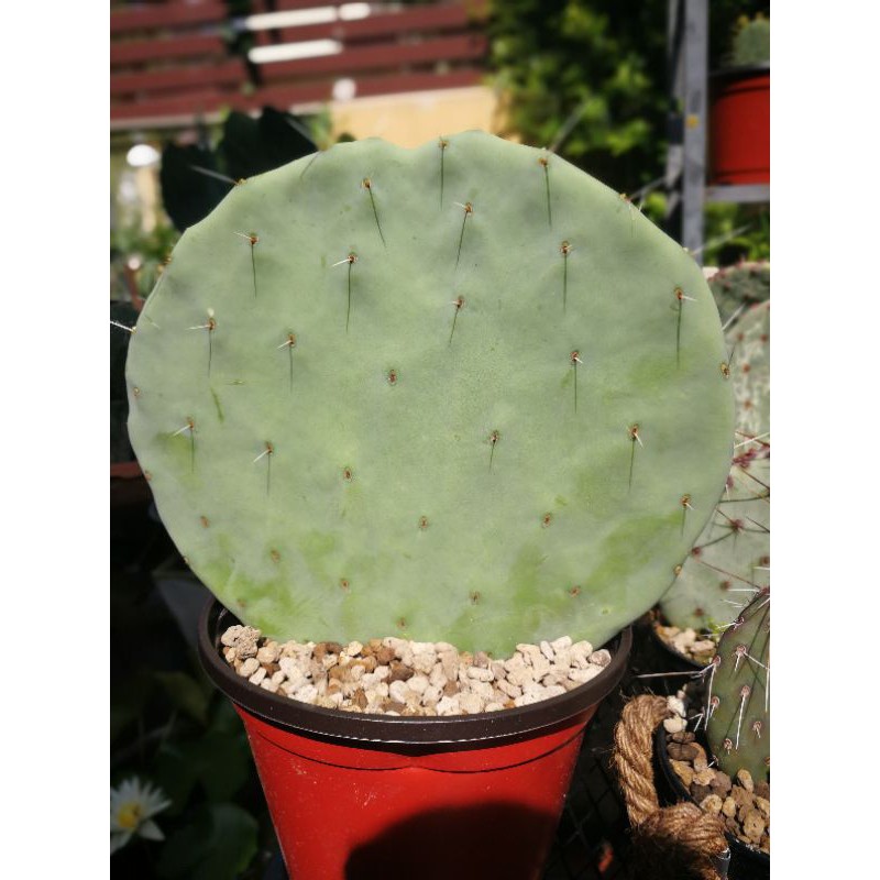 opuntia-robusta-giant-ใหญ่ขนาด-8-9นิ้ว