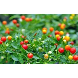 ของพร้อมส่ง🔥✅โครตฮิต✅🔥เมล็ดพันธุ์ พริก ตุ้มจิ๋ว (Thai Cherry Hot Pepper Seed) เผ็ด บรรจุ 15 เมล็ด คุณภาพดี ราคาถูก ของ