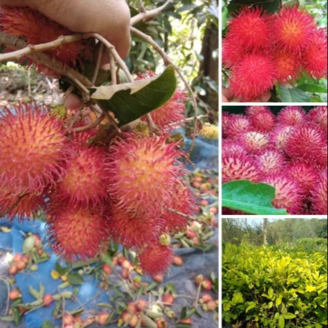 ต้นเงาะสีชมพู (Pink Rambutan)ต้นติดตา | Shopee Thailand