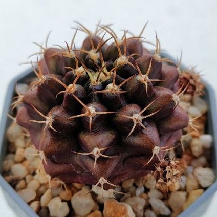 cake-cactus-farm-กระบองเพชร-gymnocalycium-mihanovichii-brown-sugar-ยิมโนสีน้ำตาลทองแดง-บราวซูก้า