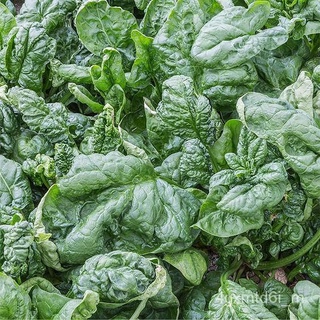 พร้อมส่ง ❗ เมล็ดพันธุ์แท้ OP แท้   สปินิส ใจแอน โนเบล - Giant Nobel Spinach เมล็ดผัก ผักโขม เมล็ดพันธุ์ผักผลโตปลูกผักสวน