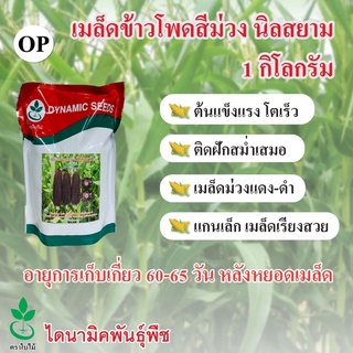 สินค้า เมล็ดพันธุ์ข้าวโพดข้าวเหนียวสีม่วง นิลสยาม ตราใบไม้ 1 กก. จำนวน 1 ซอง  จาก ไดนามิคพันธุ์พืช (purple waxy corn seeds)