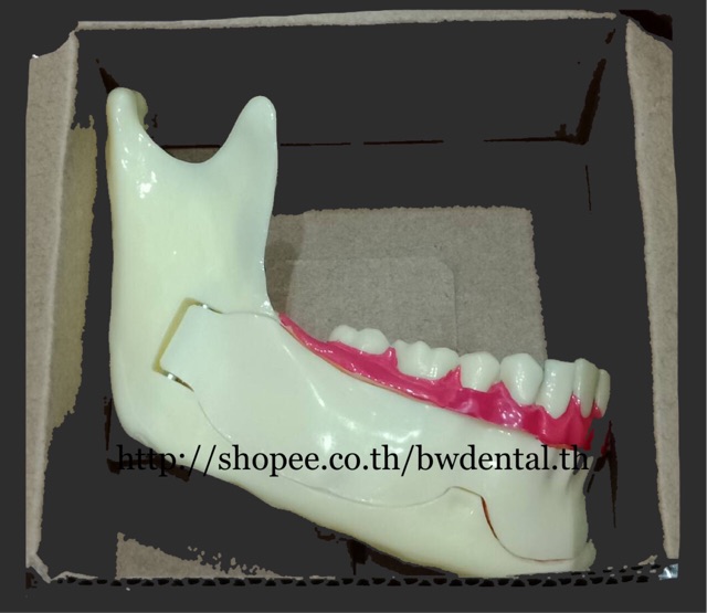 dental-communication-model-mandibular-model-for-dental-teaching-training-model