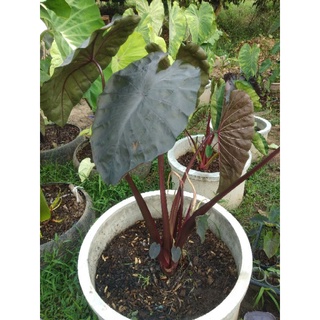 โคโลคาเซียไดม่อนเฮดColocasia Daimonhead