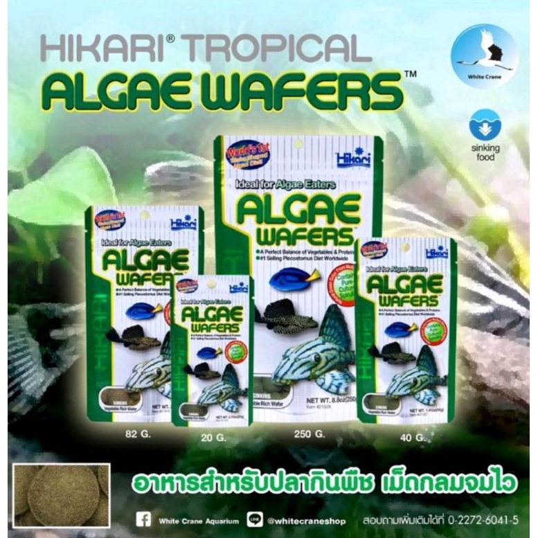 ภาพหน้าปกสินค้าล๊อตใหม่ Hikari Tropical Algae Wafers อาหารปลา ซัคเกอร์ ปลาแพะ ปลาหมู จากร้าน supphawitp บน Shopee