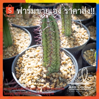 สวนขายเอง! ยูโฟเบีย Euphorbia confinalis ไซส์กระถาง 3 นิ้ว แคคตัส กระบองเพชร ต้นไม้ประดับ อวบน้ำ  แคนตัส  ตะบองเพ