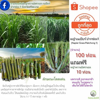 ราคาหญ้าเนเปียร์ปากช่อง 1 ท่อนพันธุ์ จำนวน100ท่อน แถมฟรี หวานอิสราเอล 10ท่อน