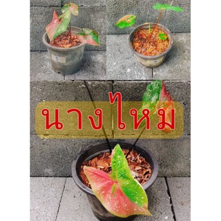 บอนสี"นางไหม"ในกระถาง 5"