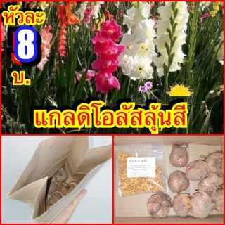 สินค้า แก​ลดิ​โอลัส​ลุ้นสี​ พร้อม​ปลูก​ หัว​ละ​ 7บาท​ ไซส์​กลาง