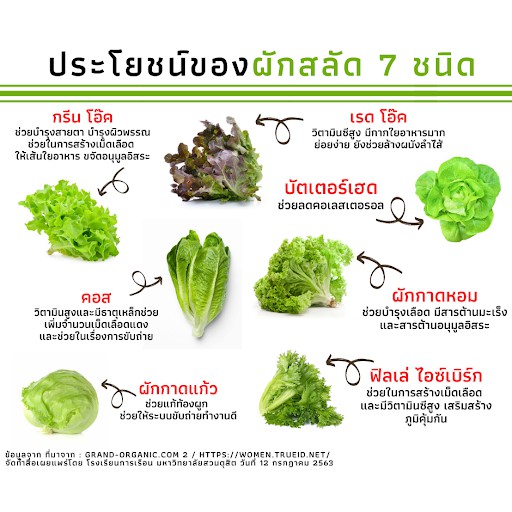 ภาพสินค้า*ตัวเลือกเยอะสุด* เมล็ดผักสลัด100-300 เมล็ด10 บาท งอกดีมีคู่มือ  / เมล็ดพันธุ์ผักสลัด ผักสลัด ผักออแกนิค จากร้าน praechayapa.z2y บน Shopee ภาพที่ 2