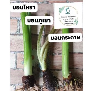 มาใหม่-รวมบอนalocacia-3-สายพันธุ์-บอนโหรา-บอนภูเขา-บอนกระดาษ