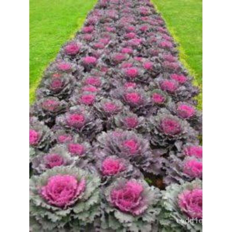 เมล็ดพันธุ์-ปูเล่ประดับ-พิงค์เครน-pink-crane-flowering-cabbage-seeds-บรรจุ-5-เมล็ด-ของแท้-คุณภาพดีgrasschamomilemanila