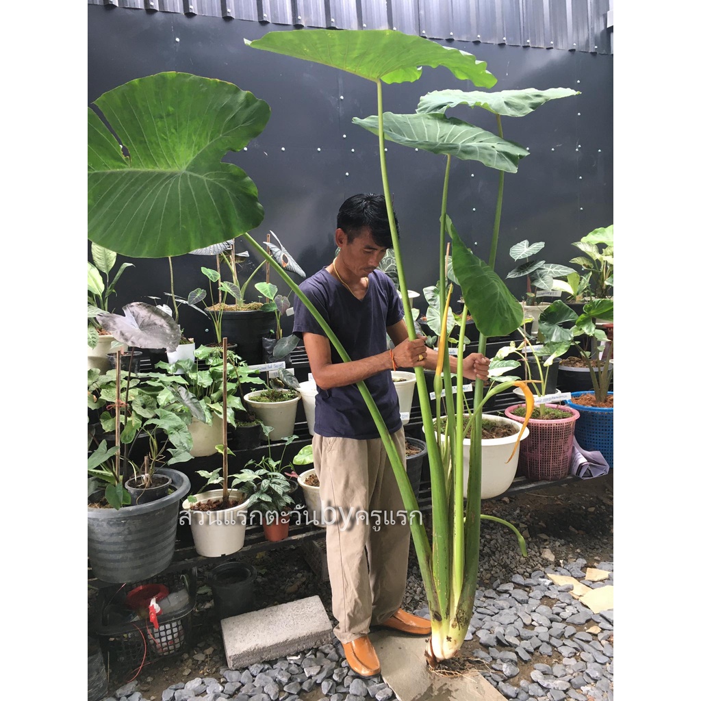 colocasia-gigantea-hook-บอนโหรานา-สำหรับตัดสวนป่า-สวนนำ้ตก-ส่งต้นโตตามรูปตัดใบ