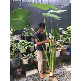 Colocasia gigantea Hook บอนโหรานา สำหรับตัดสวนป่า สวนนำ้ตก ส่งต้นโตตามรูปตัดใบ