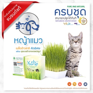 ภาพหน้าปกสินค้าหญ้าแมว ปลูกได้หลายครั้ง ปลอดสารเคมี ด้วยวัตถุดิบจากธร ซึ่งคุณอาจชอบราคาและรีวิวของสินค้านี้