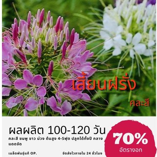 เมล็ดพันธุ์ ดอกเสี้ยนฝรั่ง 500 เมล็ด Spider flower เสี้ยนฝรั่ง คละสี ✅ราคาถูก🪴ปลูกง่า50 เมล็ด (ไม่ใช่พืชที่มีชีวิต)