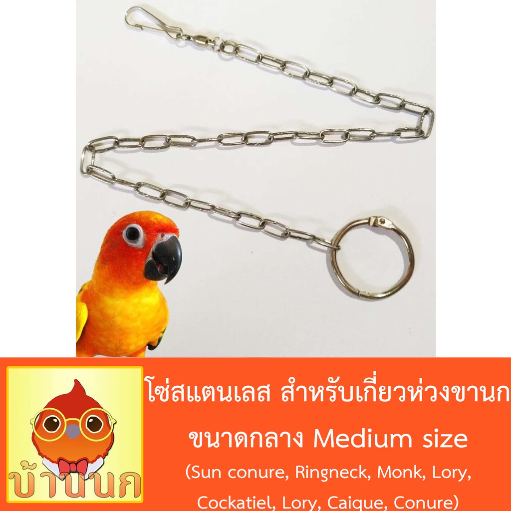 โซ่สแตนเลส-สำหรับเกี่ยวห่วงขานก-โซ่นก-ขนาดกลาง-sun-conure-ringneck-monk-lory-cockatiel-lory-caique-conure