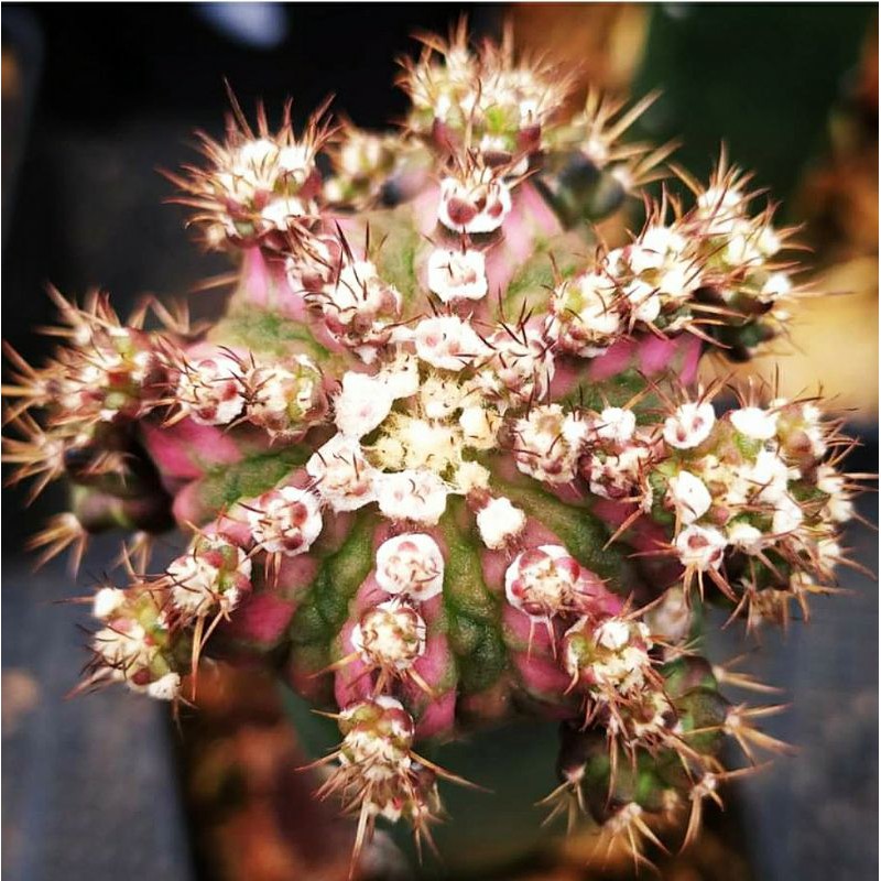 หน่อเด็ดสด-แคคตัส-t-lux-ยิมโนด่างสวย-cactus