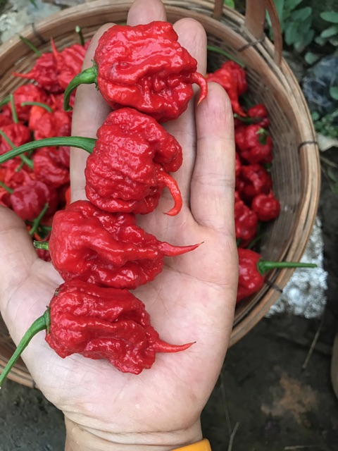 เมล็ดพันธ์พริก-carolina-reaper-พริกเผ็ดที่สุดในโลก100เมล็ดขึ้นไป-แถมฟรีทันทีผลสด1ผลปลูกและเก็บผลิตในไทย-รับประกันแท้100