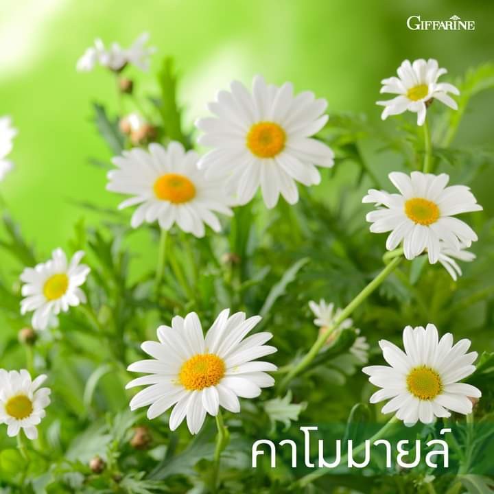 ยาสีฟัน-กิฟฟารีน-ไบโอเทค-giffarine-biotecth-toothpaste-ดูแลเหงือกและฟันให้แข็งแรง-ป้องกันฟันผุ-160-กรัม