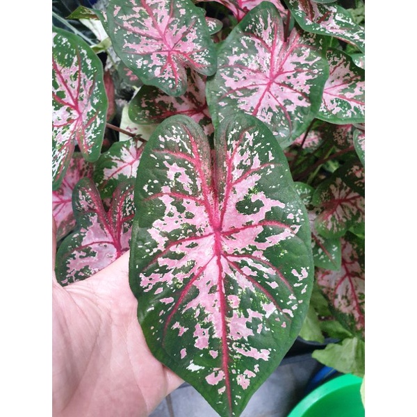 caladium-carolryn-whorton-บอนสี