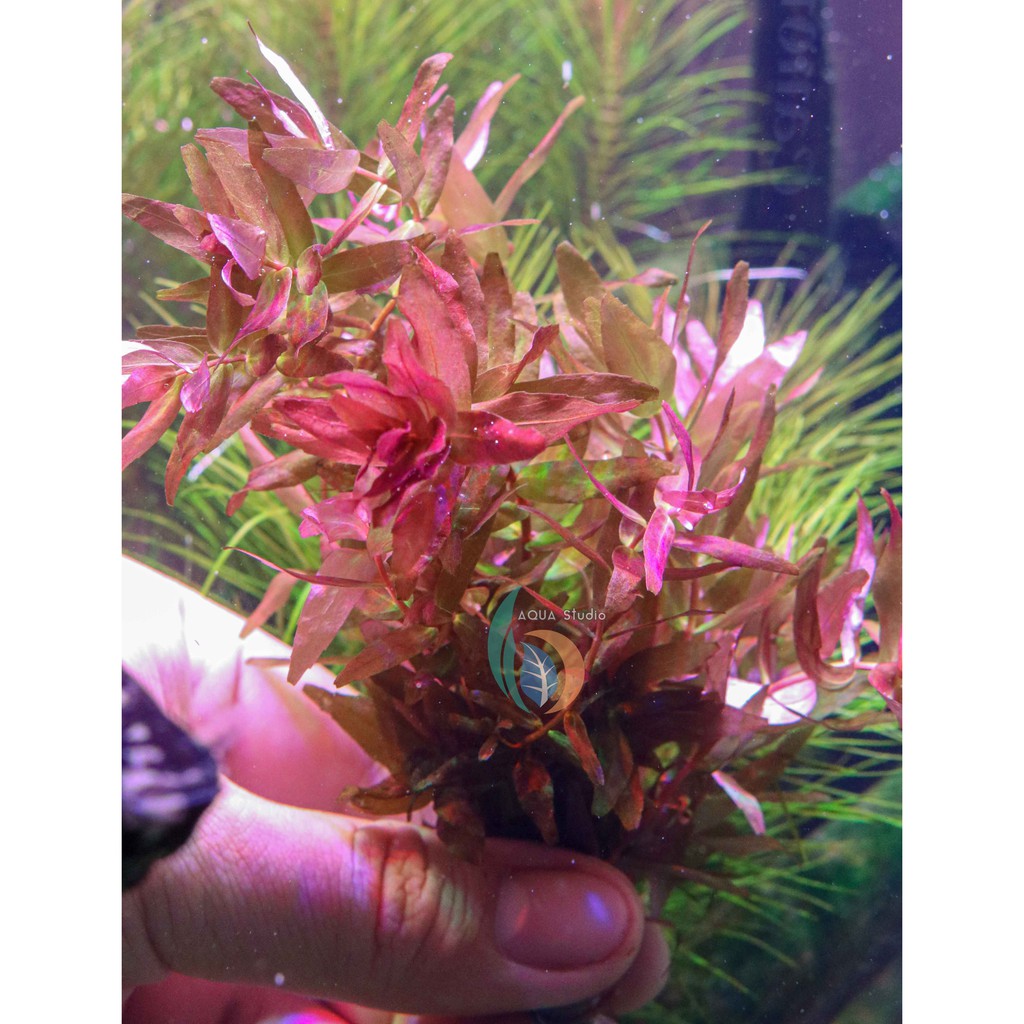 ต้นไม้น้ำ-โรทาล่า-มาครานด่า-เขียว-rotala-macrandra-green