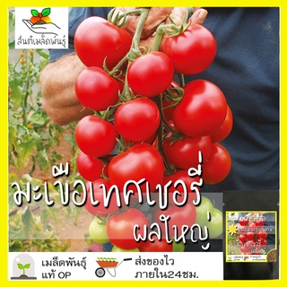 เมล็ดพันธุ์ มะเขือเทศเชอรี่ ผลใหมล็ด Large Red Cherry Tomato  เมล็ดพันธุ์แท้ นำเข้าจากต่50 เมล็ด (ไม่ใช่พืชที่มีชีวิต)