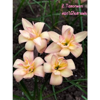 บัวดิน Z.Tamonwan เป็นบัวดินหัวขนาดกลางแต่ให้ดอก