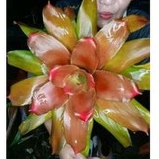 สับปะรดสี bromeliad สีส้มปนเขียว สีสวยมาก ใบเวียนชั้นๆ