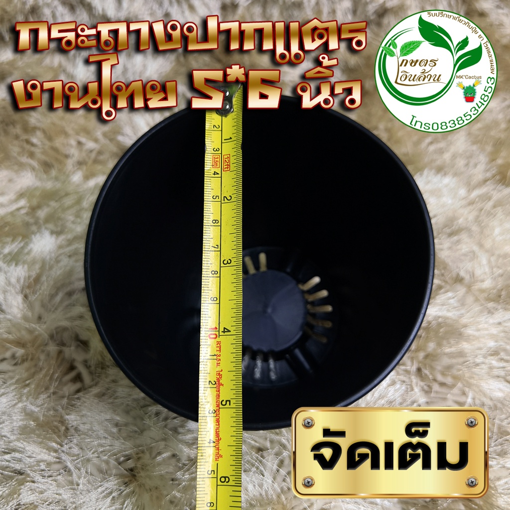 ภาพหน้าปกสินค้ากระถางปากแตร 5 นิ้ว ผิวเงา สวยมาก งานไทย By.คิม เกษตรเงินล้าน จากร้าน kim_kasetngunrant999 บน Shopee