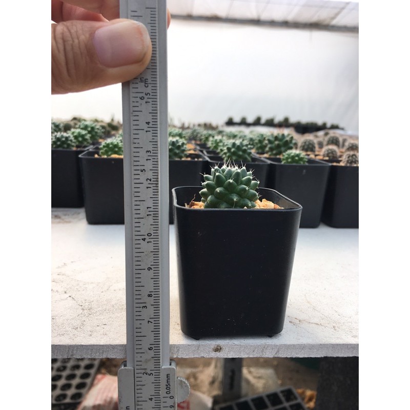 ภาพสินค้าอิรุซามุ แคคตัส Mammillaria bucareliensis "Erusamu" Cactus แคคตัสราคาถูก กระบองเพชร  พืชทนแล้ง  ต้นไม้ทะเลทราย จากร้าน namosam บน Shopee ภาพที่ 5