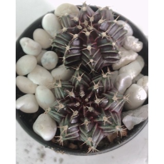 แคคตัส ยิมโน Gymnocalycium  ผิวมัน เขียวอมม่วง 2 ต้น