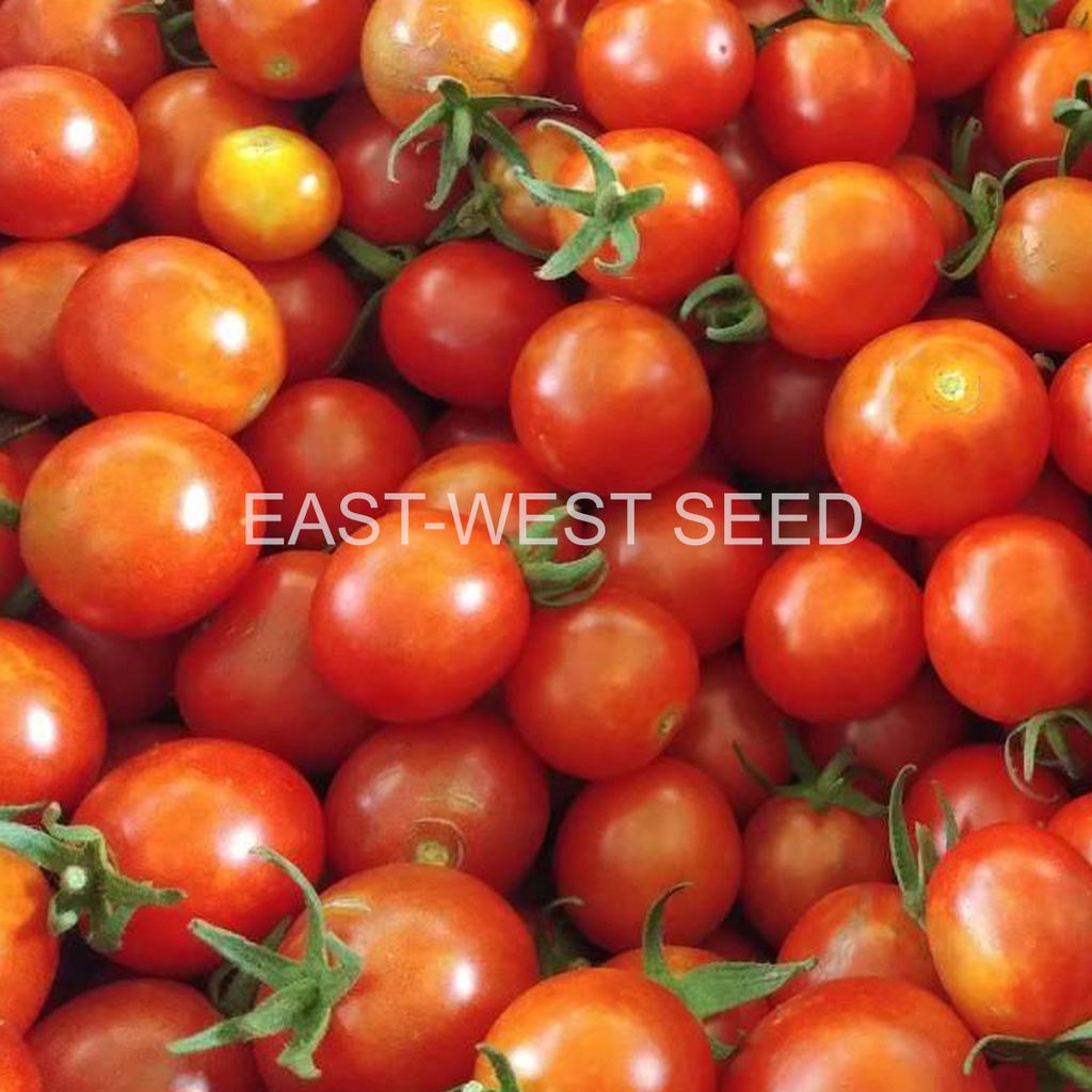 ศรแดง-เมล็ดพันธุ์-มะเขือเทศผลกลมจักรพันธ์1-จันกะผัก-east-west-seed-เมล็ดพันธุ์ผัก-เมล็ดพันธุ์-ผักสวนครัว-ตราศรแดง