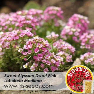 Biji Benih Bunga Sweet Alyssum (300 pcs) Flower Seeds  Dwarf Pink Iris Gardening内裤/苹果/文胸/生菜/通心菜/向日葵/玫瑰/头饰/上衣/木瓜/ CESV