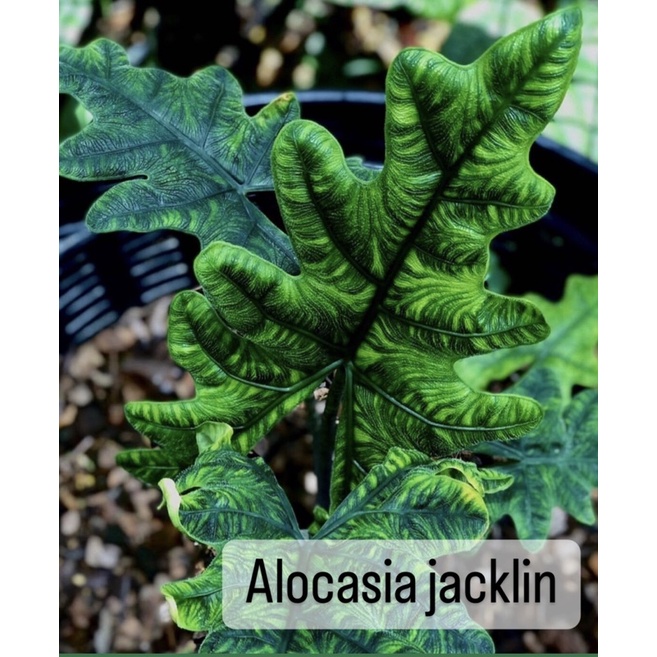 alocasia-jacklin-อโลคาเซียแจ็คลิน-ราคาถูก