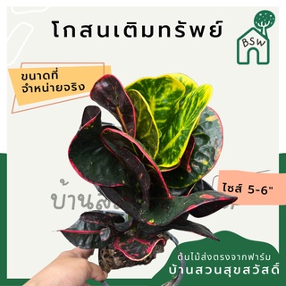 โกสนเติมทรัพย์ กระถาง 5-6 นิ้ว ต้นโกสน เป็นไม้แดด ไม้ด่างสวย ใบสีสันสดใส