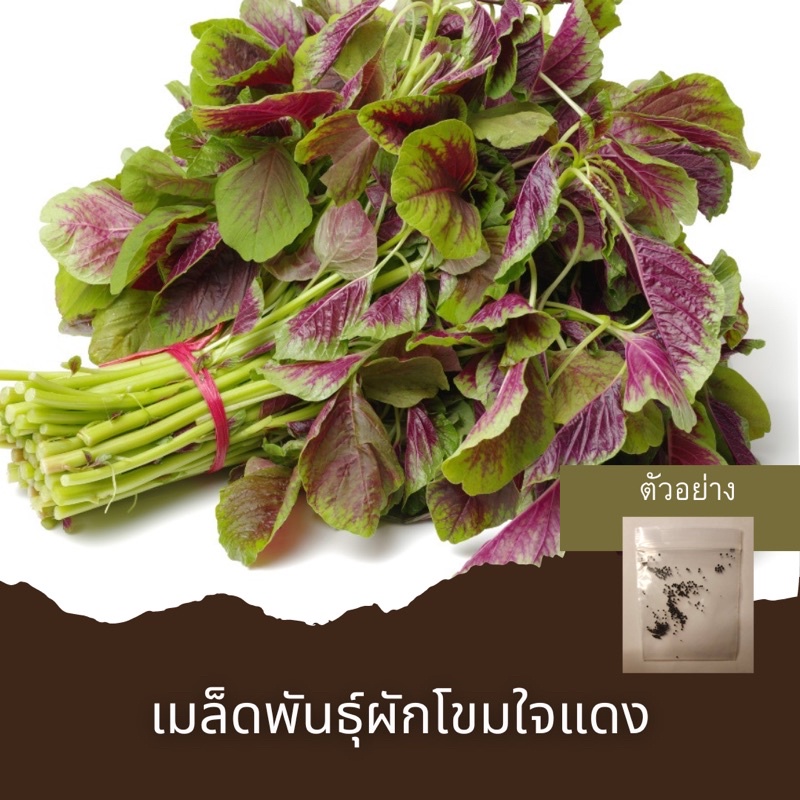 เมล็ดพันธุ์ผักโขมใจแดง-15-เมล็ด-ขั้นต่ำโปรดสั่งสินค้าภายในร้าน-30บาทขึ้นไปค่ะ