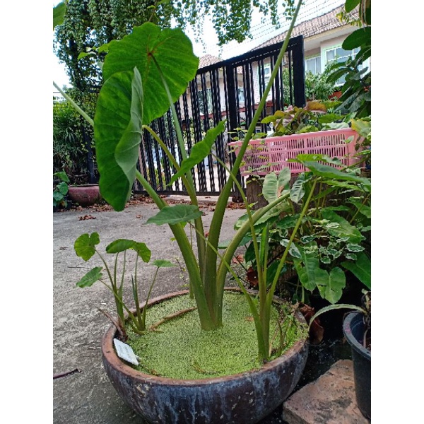 colocasia-black-window-ซื้อ-2-แถม-1บอนแมงมุมแม่ม่ายดำ-ต้นสูง-1-ฟุต