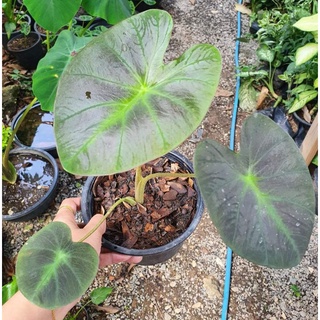 colocasia  aloha ส่งยกกระถาง