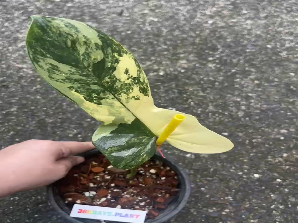 ส่งต้นในภาพ-ฟิโลไวโอลินด่าง-ฟิโลไวโอลีนด่าง-ฟิโล-ด่างเหลือง-philodendron-bipennifolium-var