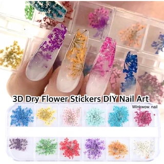 ภาพหน้าปกสินค้า🪴ดอกไม้แต่งเล็บ ดอกไม้แห้ง ดอกไม้ฝังลาย 3D Nail Dry Flowers ซึ่งคุณอาจชอบราคาและรีวิวของสินค้านี้
