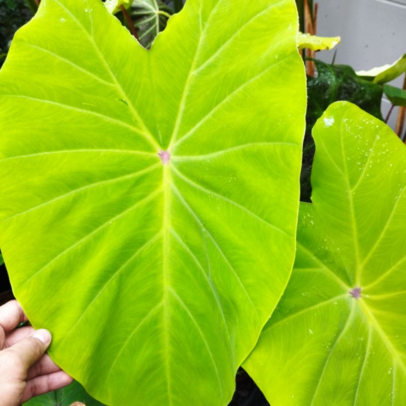 Colocasia esculenta (L.) Schott Red eye gekko) | Shopee Thailand