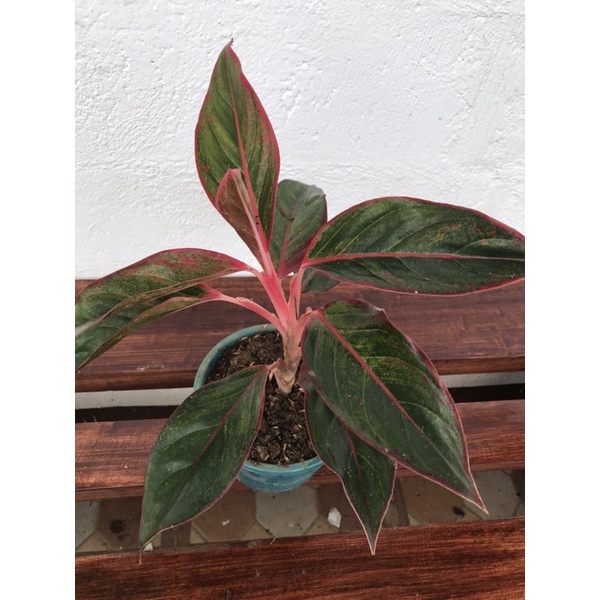 seeds-aglaonema50-เมล็ด-ไม่ใช่พืชที่มีชีวิต