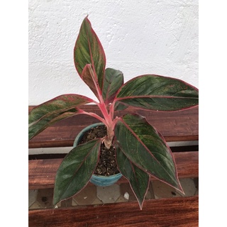 seeds Aglaonema50 เมล็ด (ไม่ใช่พืชที่มีชีวิต)