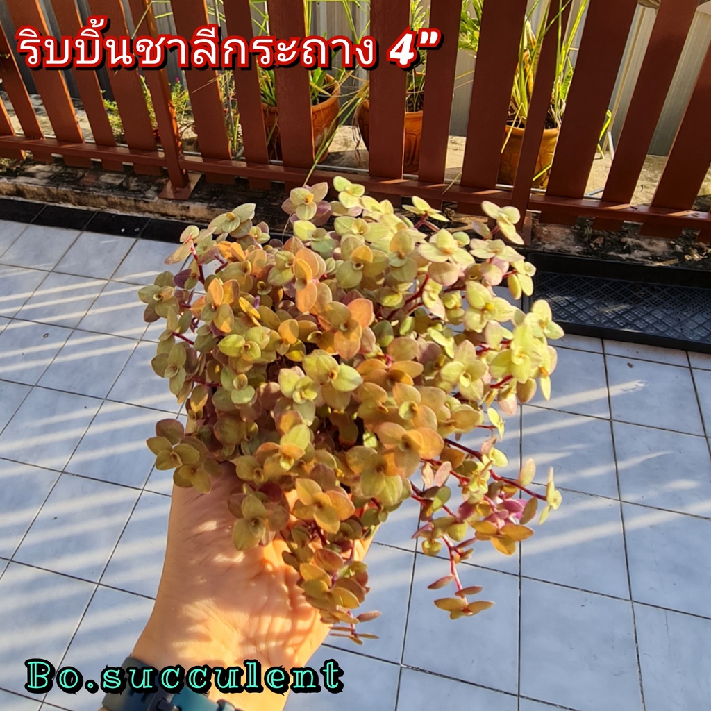 ริบบิ้นชาลีสีทอง-ริบบิ้นชาลี-กระถาง-4-นิ้ว