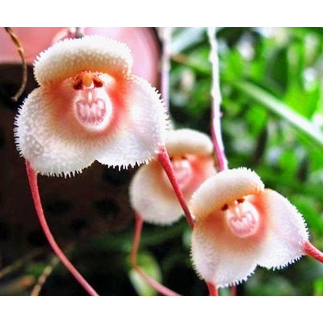 เมล็ดพันธุ์-กล้วยไม้หน้าลิง-ต้นไม้ประดับ-คละลายmonkey-face-orchid-bonsai-plant-house-garden-flower-seeds-30เมล็ด