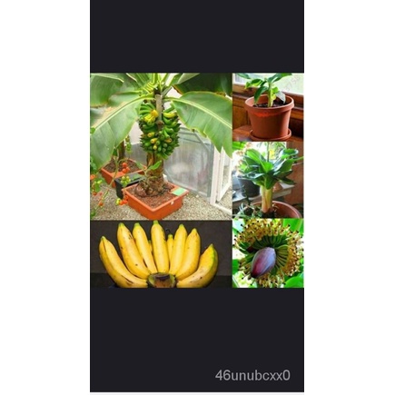 ขายดี-สวนครัว-เมล็ดกล้วยแคระ-50ชิ้น-dwarf-banana-seeds-สามารถปลูกได้ทั่วประเทศไทย-เมล็ดพันธุ์-พ-เมล็ด-เมล็ดพันธุ์-ต้น-p4