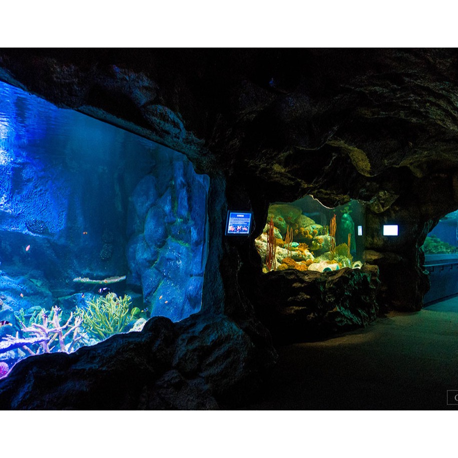 อันเดอร์วอเตอร์เวิลด์-underwater-world-pattaya